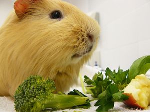 Dieta królika i świnki morskiej